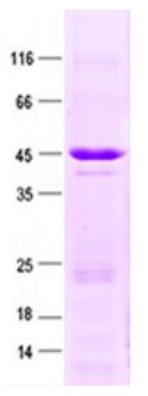 SDS-PAGE (MSH6-03H).jpg